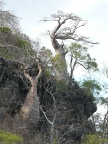 karst-trees (124 KB)