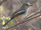 robin-female (188 KB)