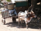 Zebu-cart (202 KB)