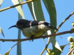 Sunbird (172 KB)