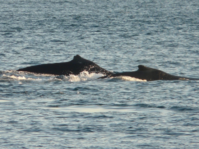 whales