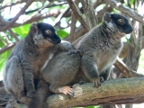 brown-pair (237 KB)