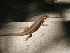 skink (198 KB)