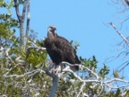 FishEagle (132 KB)