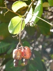 cashews (117 KB)