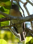 little-bird (119 KB)
