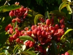 red-flowers (187 KB)