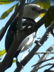 unknownBird (120 KB)