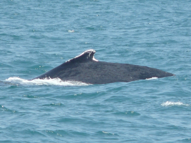 Humpback