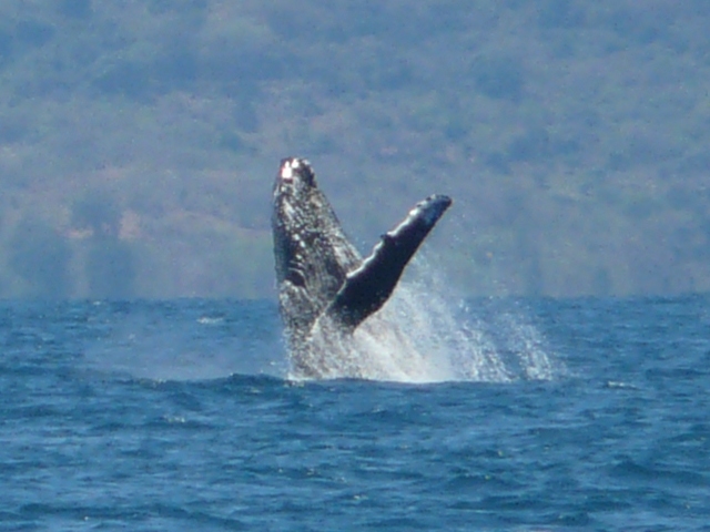 WhaleBreech