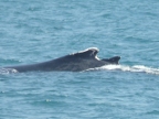 Humpback-baby (166 KB)