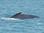 Humpback (195 KB)