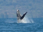 WhaleBreech (142 KB)