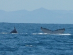 WhaleHumpTail (117 KB)