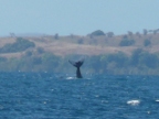 WhaleTail (132 KB)