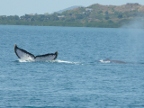 WhaleTailBlow (196 KB)