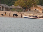 loadingZebu (211 KB)