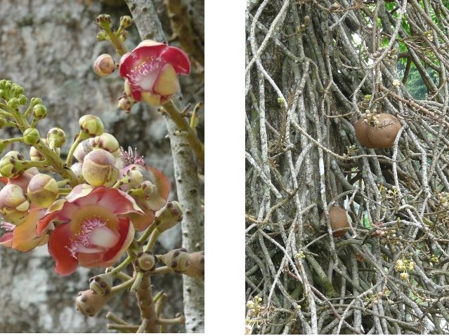 CannonballTree