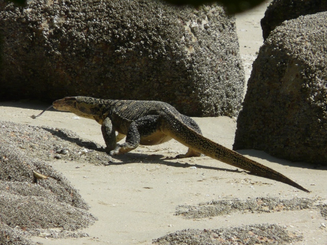 Water Monitor