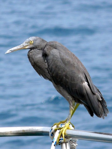 heron