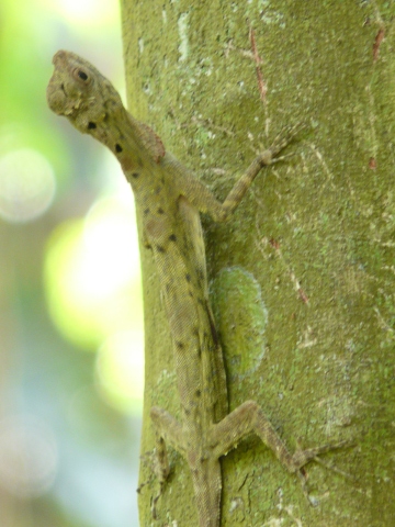 Flying Lizard