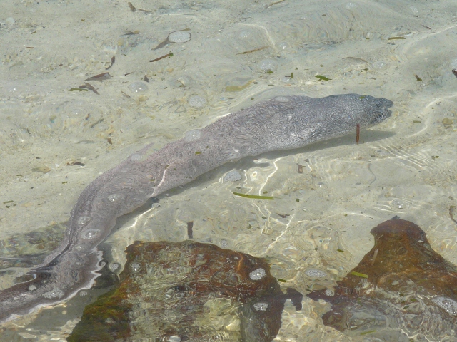 eel