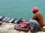 Tuna.JPG (209 KB)
