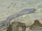 eel.JPG (216 KB)