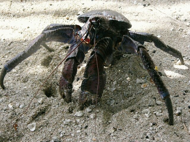 Coconut Crab
