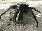 CoconutCrab.JPG (108 KB)