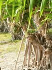 Pandanus tree.JPG (95 KB)