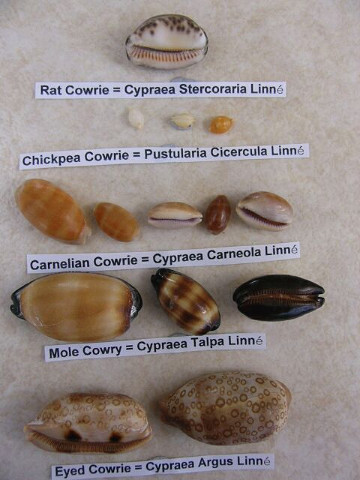 Cowries