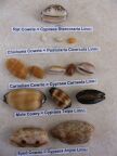Cowries.JPG (55 KB)