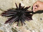 Purple Sea Urchin.JPG (99 KB)