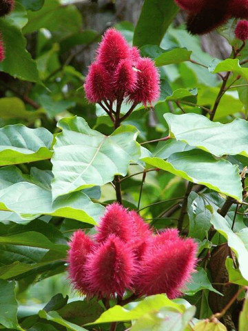 RedFoodColorFruit