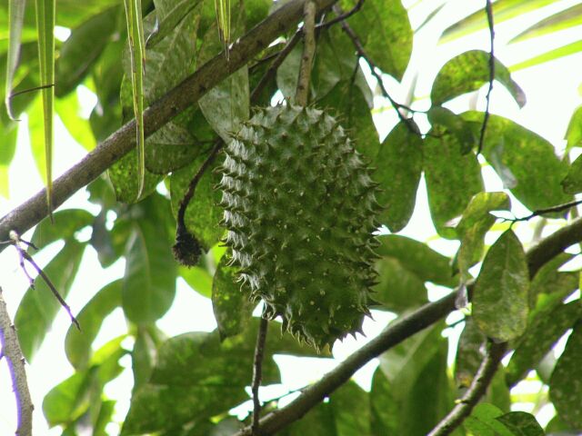 Soursop