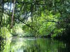 Mangroves.JPG (123 KB)