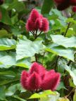 Red Food Color Fruit.JPG (62 KB)