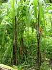 Sugar Cane.JPG (108 KB)