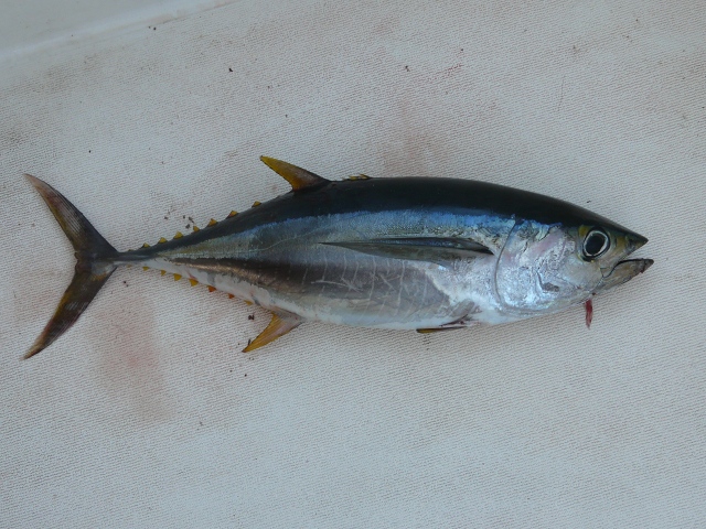 Tuna