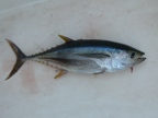 Tuna (185 KB)
