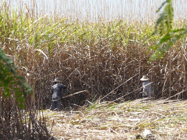 cutting cane