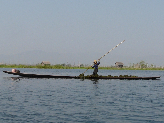 gathering seaweed
