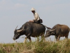 Buffalo Rider.JPG (164 KB)