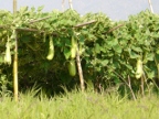 bitter gourds.JPG (231 KB)