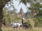 oxcart.JPG (201 KB)