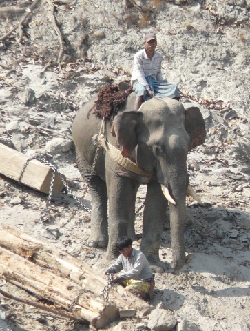 elephant