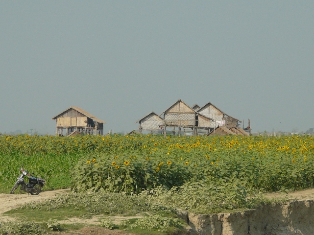 sunflowers