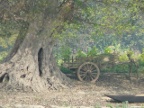 bigtree.JPG (204 KB)