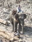 elephant.JPG (131 KB)